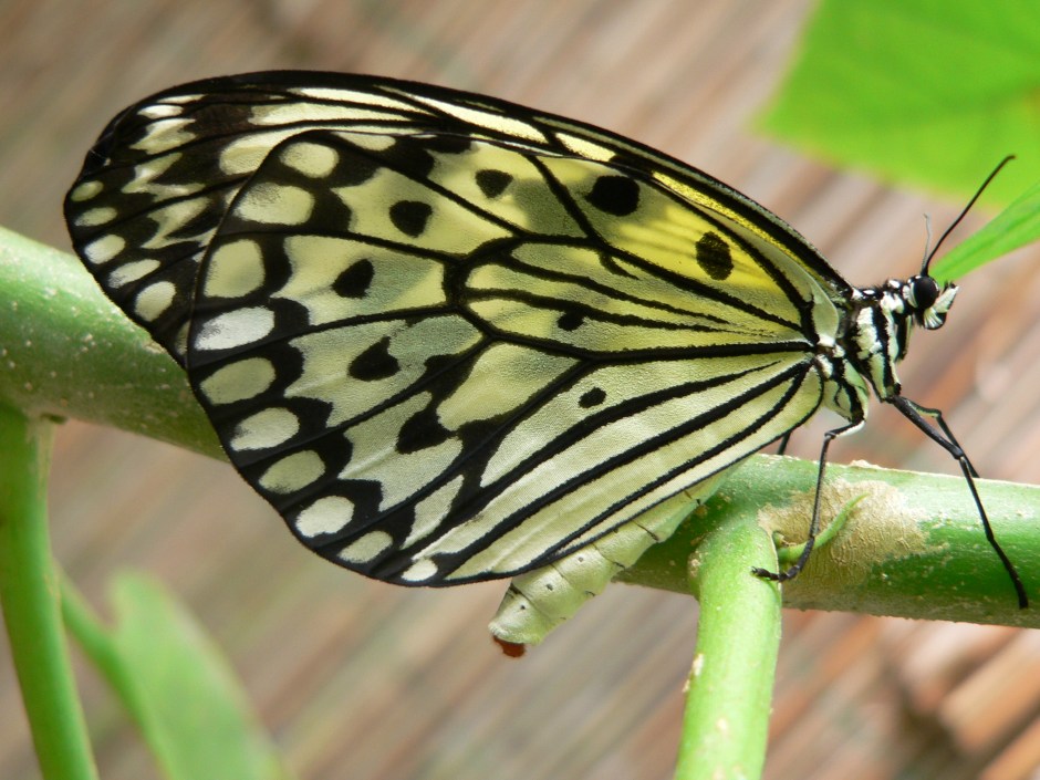 Weiße Baumnymphe (c) Dirk Henkel