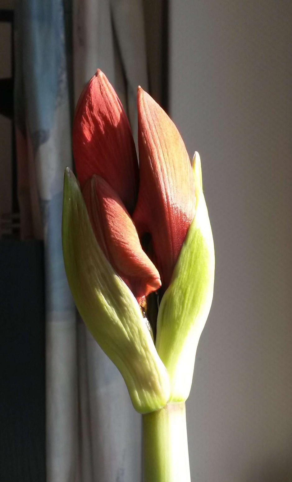 Amaryillis (c) CHenkel