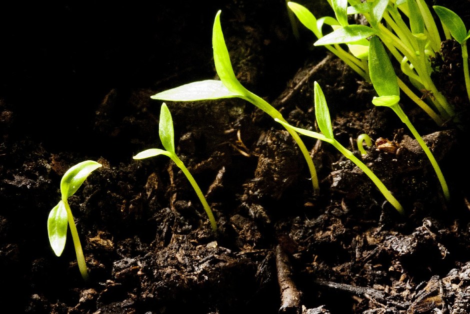 Tony Hofmann, Sinnbild 81