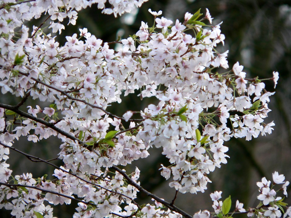 Frühlingsblüten (c) CHenkel