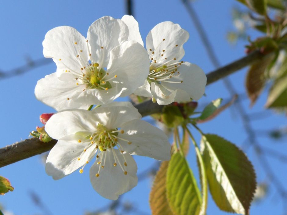 (c) Dirk Henkel, Pflaumenblüte