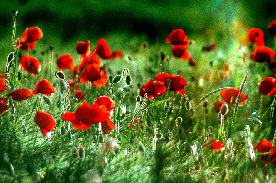 Tony Hofmann, Sinnbild 29 (c) sinn-bilder.de