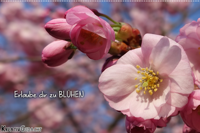 Erlaube Dir zu blühen - KreativGedacht