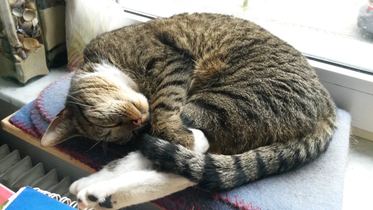 Katze auf der Fensterbank by CHenkel