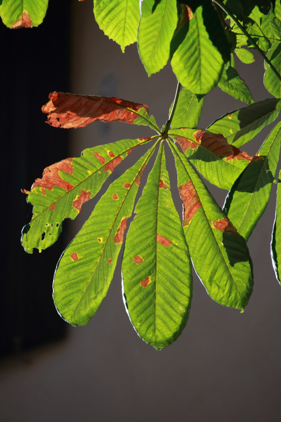 Kastanienblatt by Dirk Henkel