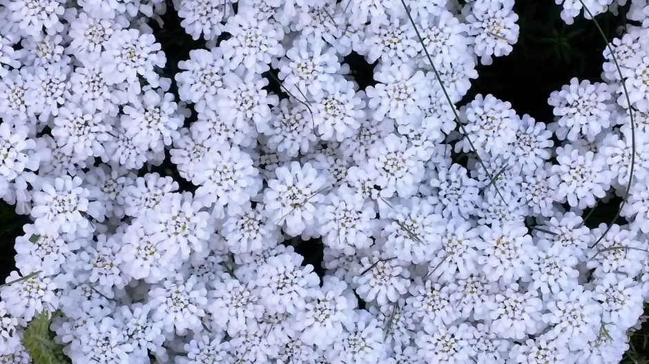 Blumen by Christiane Henkel