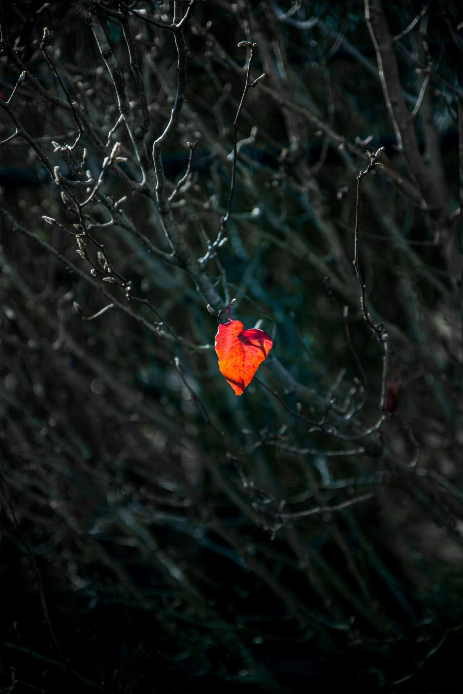 Herzblatt im Gestrüpp