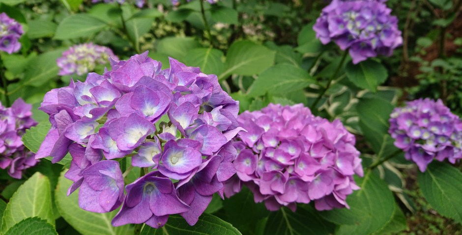 Hortensien