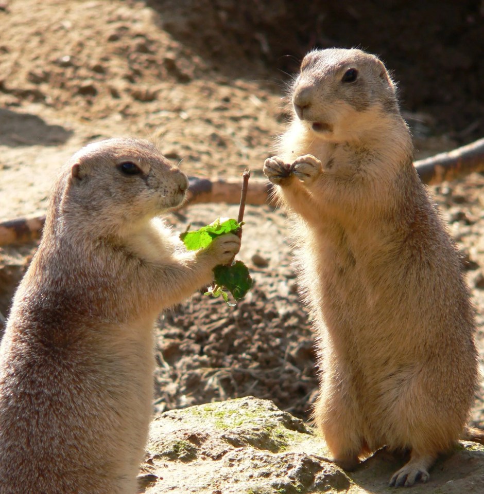 Zwei Erdmännchen