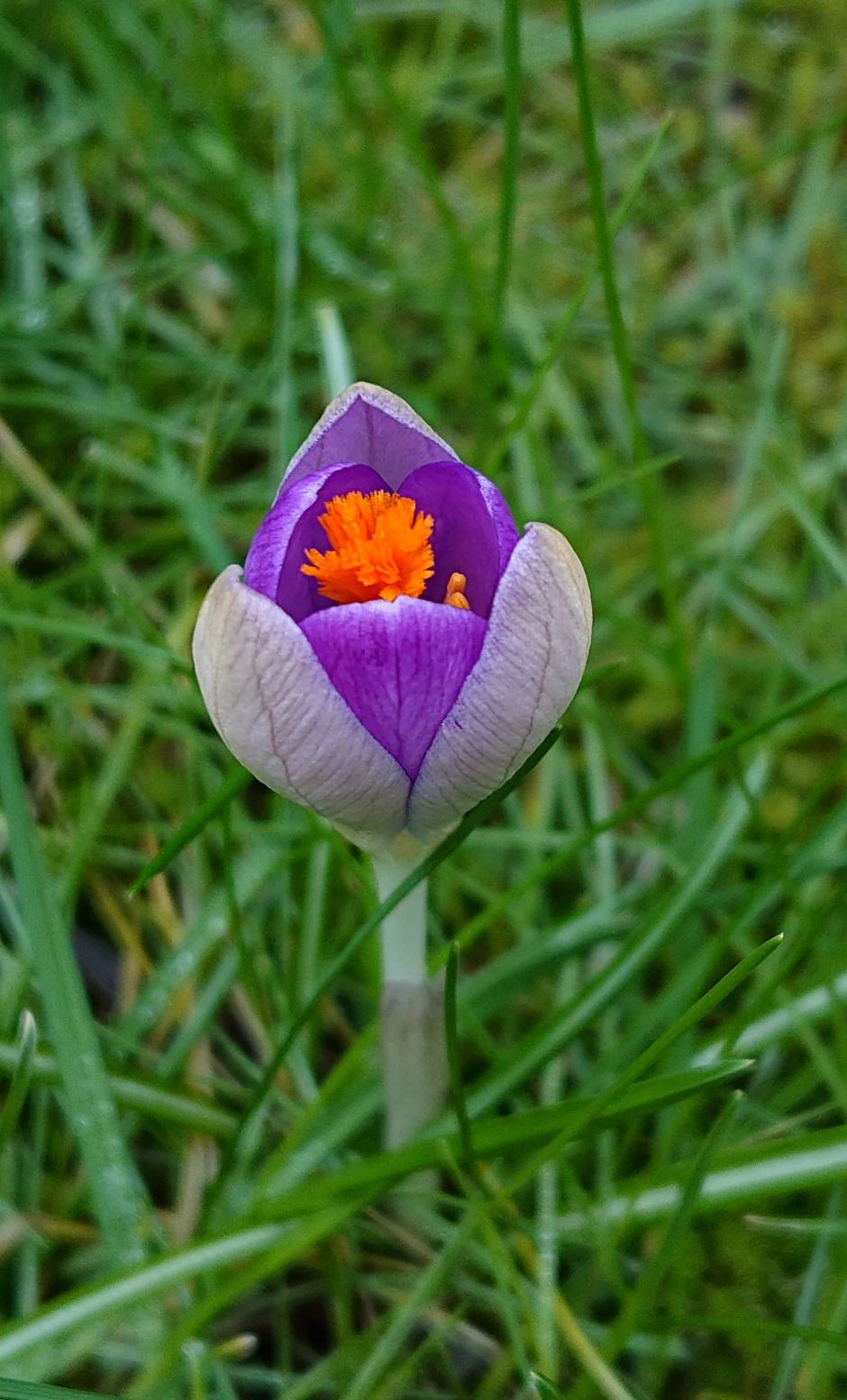Krokus im Gras