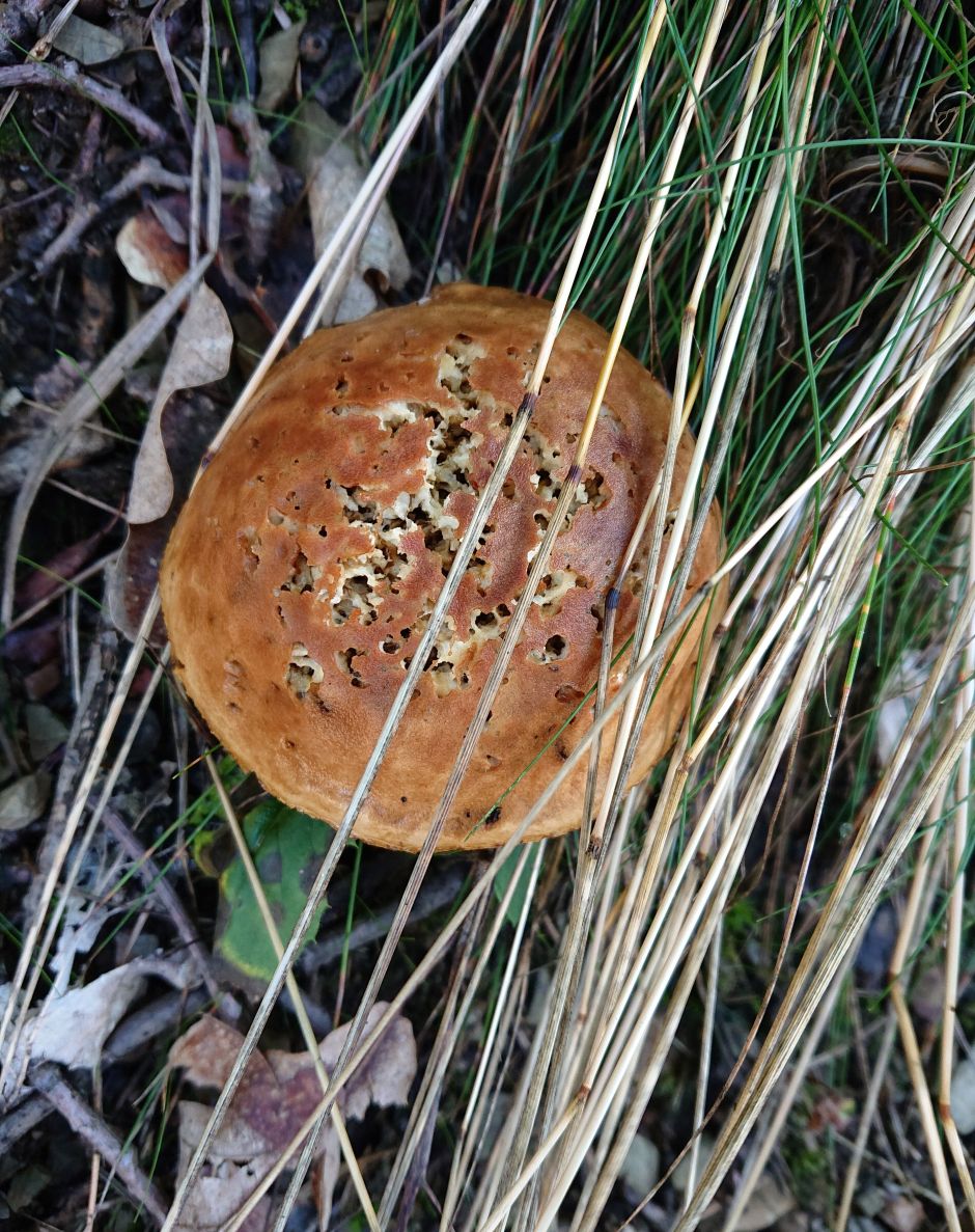 Pilz unter Gräsern
