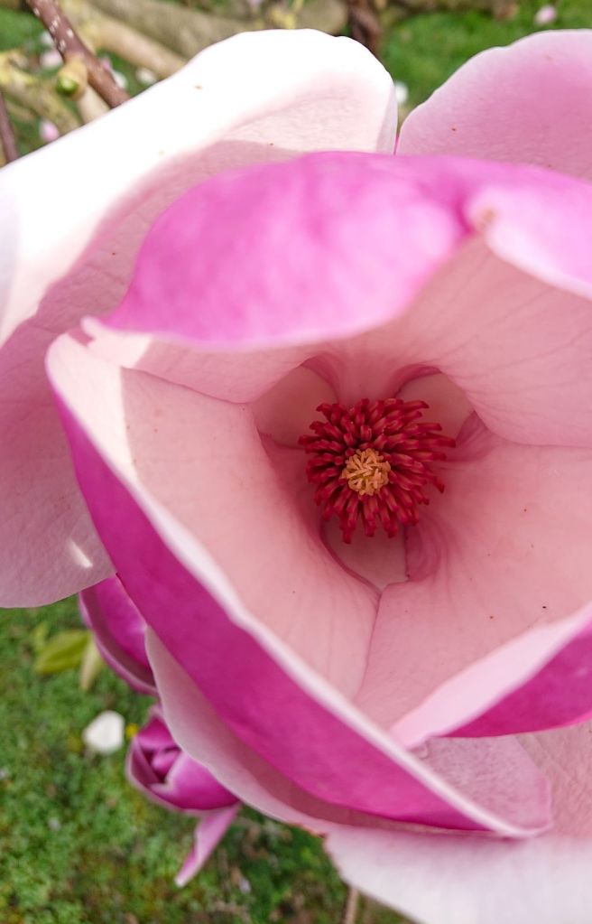 Blick in eine Magnolienblüte
