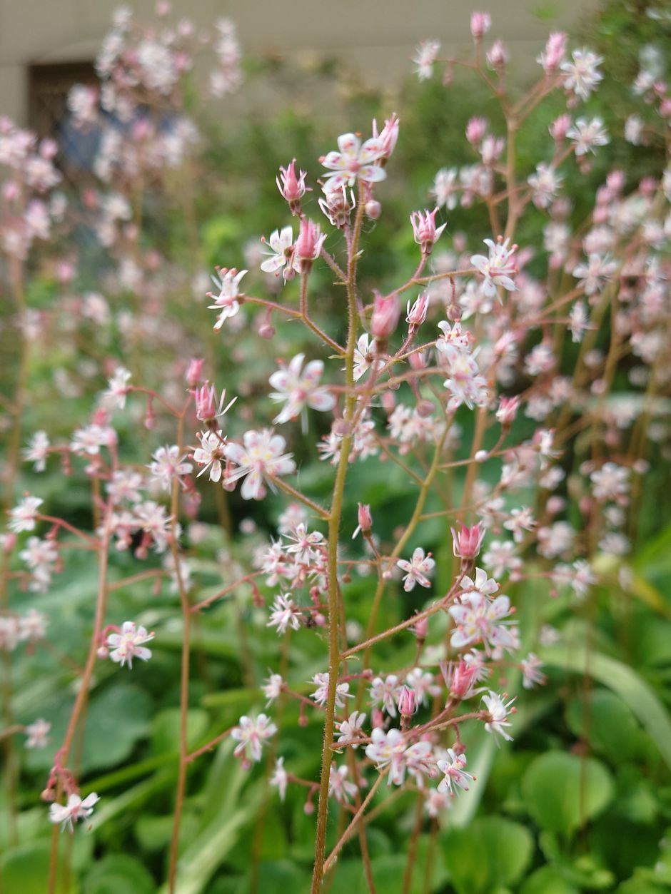 Porzellanblümchen by CHenkel