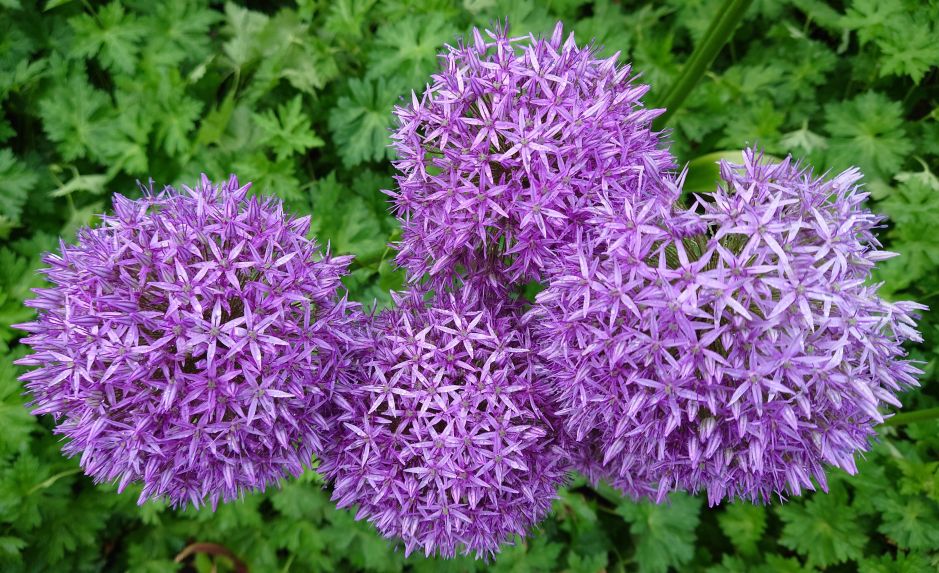 Vier Blüten Riesenlauch