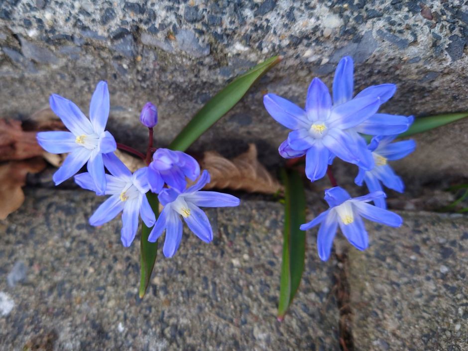 Blaue Sternhyazinthen am Straßenrand