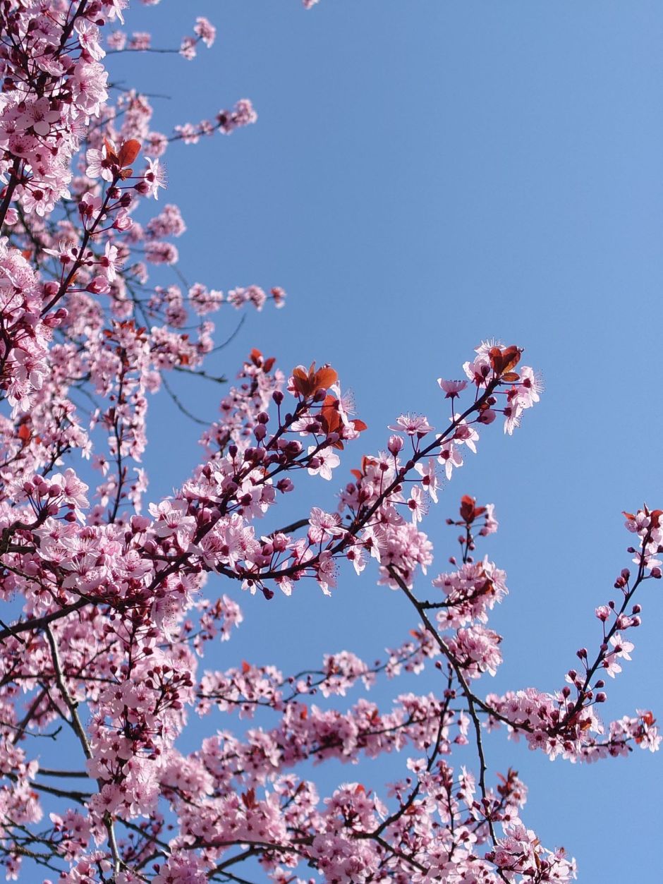 Kirschpflaumenblüte gegen den blauen Himmel