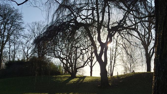 Bäume im Gegenlicht auf dem Johannisberg