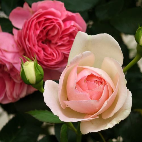 Rosen