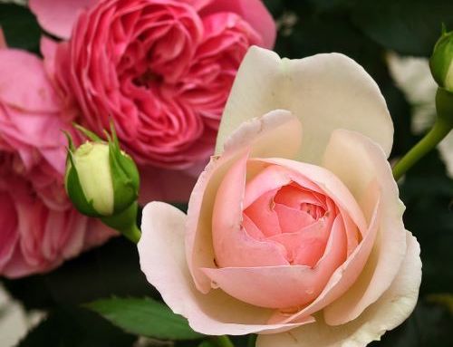 Rosen